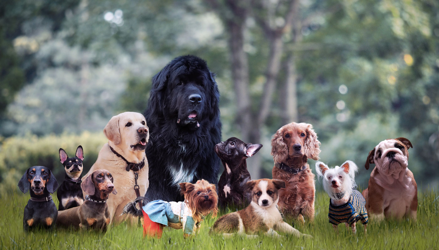 image of different breeds of dogs