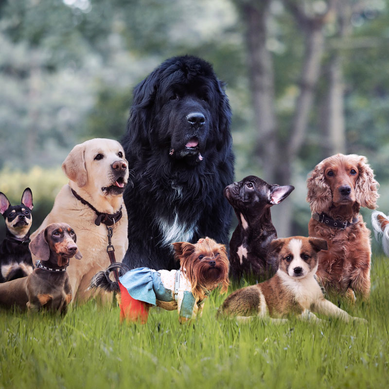 image of different breeds of dogs