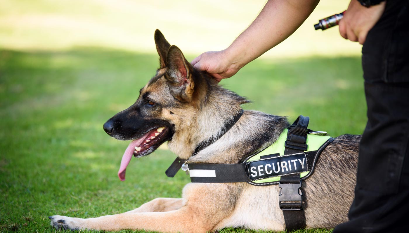 service dog with handler tablet version