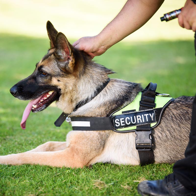 service dog with handler mobile version