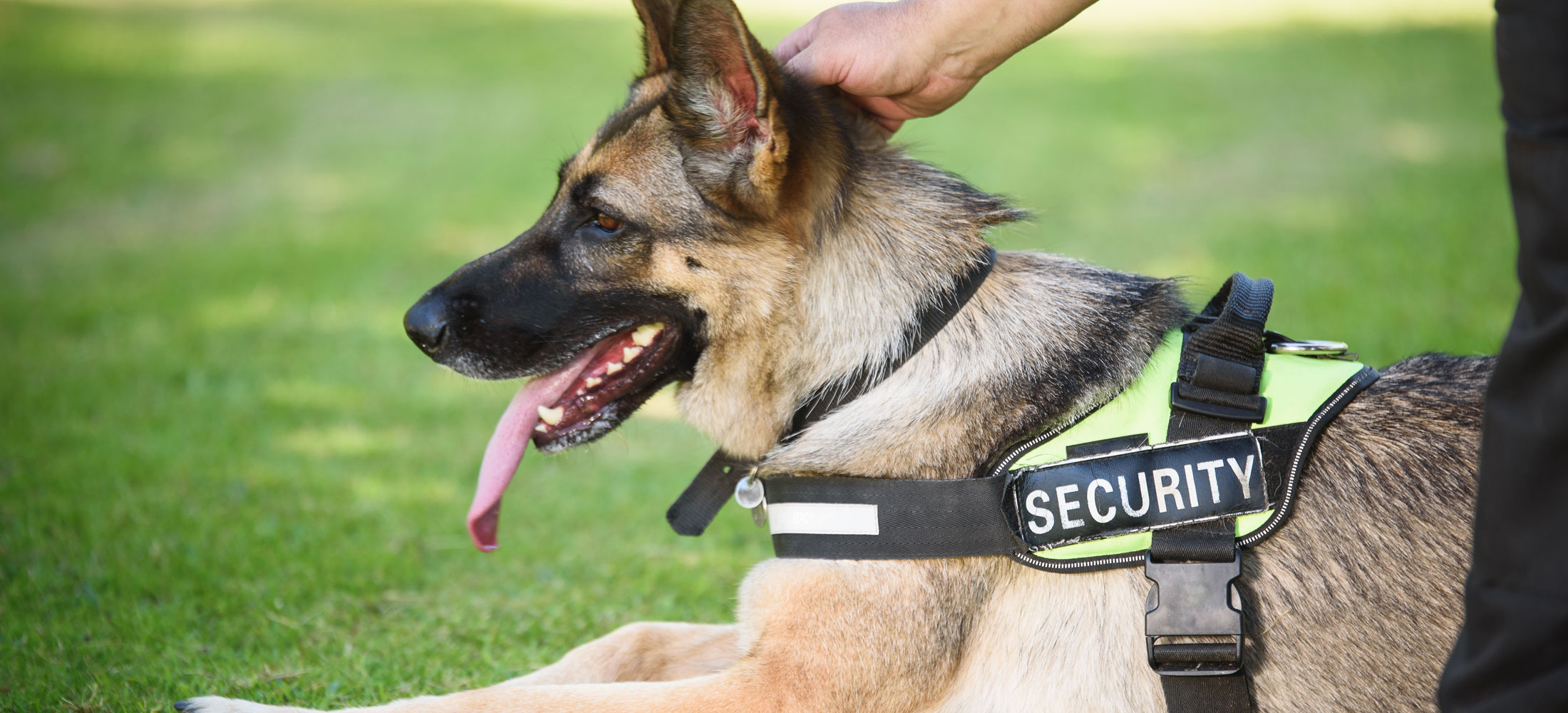 service dog with handler desktop verison