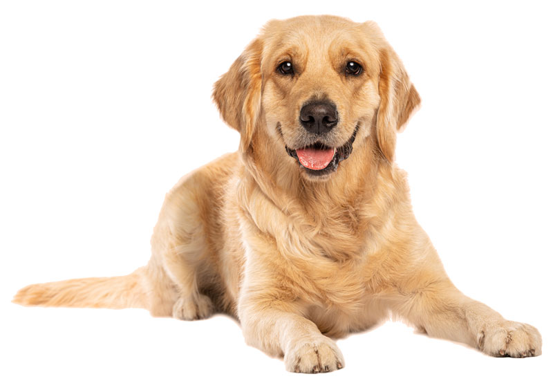 Golden Retriever laying down