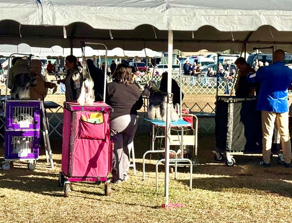 Clearwater Kennel Club Dog Show Gallery