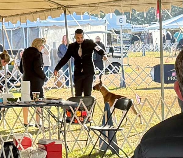 Clearwater Kennel Club Dog Show Gallery