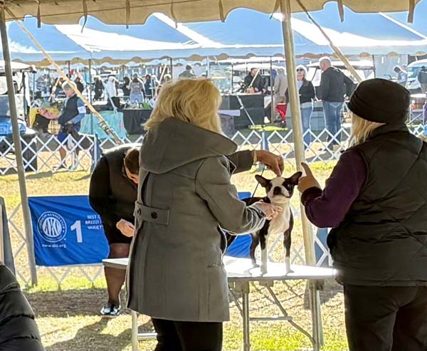 Clearwater Kennel Club Dog Show Gallery