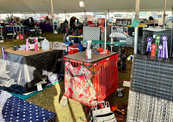 Clearwater Kennel Club Dog Show Gallery