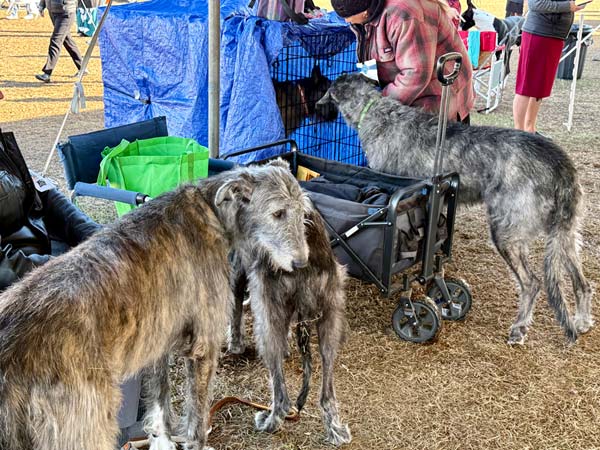Clearwater Kennel Club Dog Show Gallery