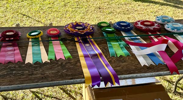 Clearwater Kennel Club Dog Show Gallery