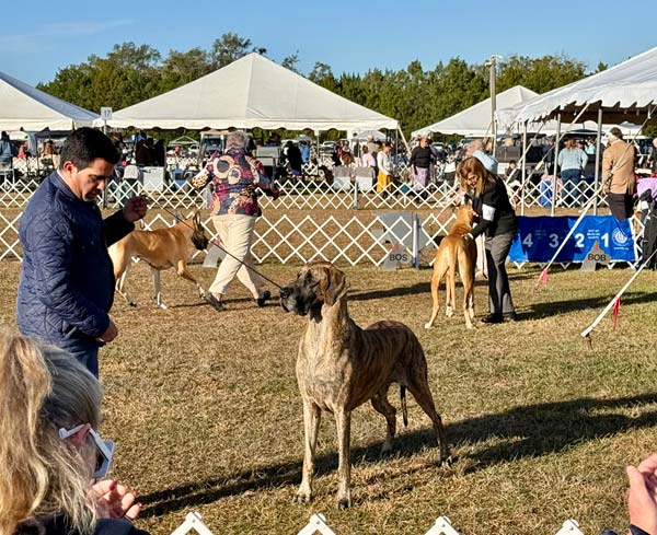 Clearwater Kennel Club Dog Show Gallery