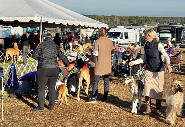 Clearwater Kennel Club Dog Show Gallery