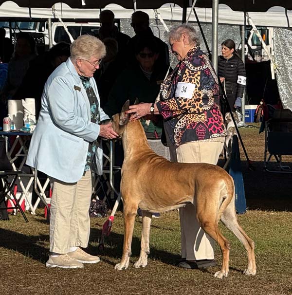Clearwater Kennel Club Dog Show Gallery