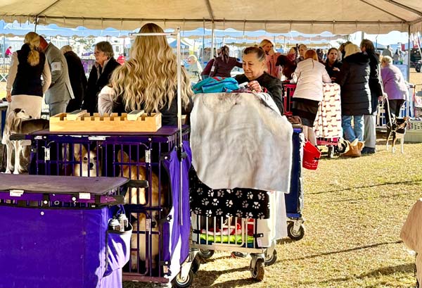 Clearwater Kennel Club Dog Show Gallery