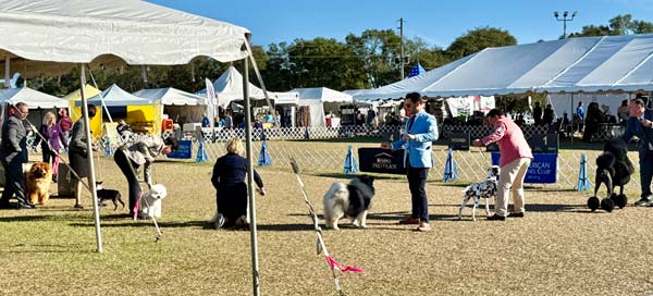 Clearwater Kennel Club Dog Show Gallery