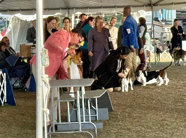 Clearwater Kennel Club Dog Show Gallery