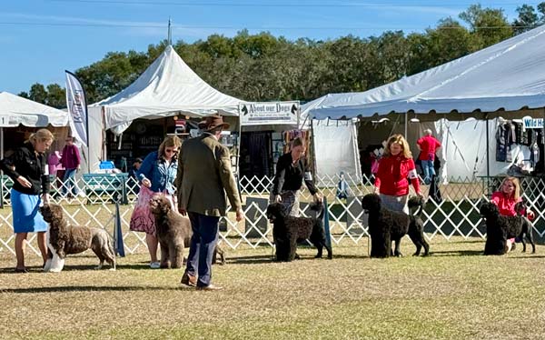 Clearwater Kennel Club Dog Show Gallery