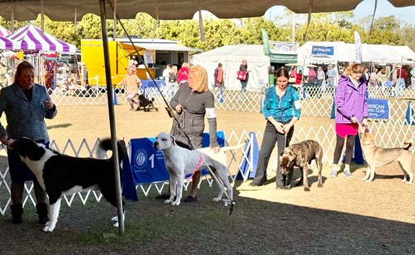 Clearwater Kennel Club Dog Show Gallery