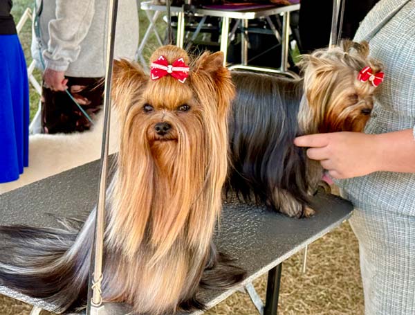Clearwater Kennel Club Dog Show Gallery