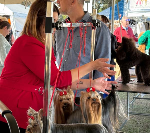 Clearwater Kennel Club Dog Show Gallery