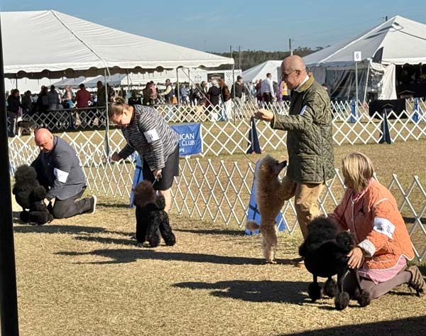 Clearwater Kennel Club Dog Show Gallery