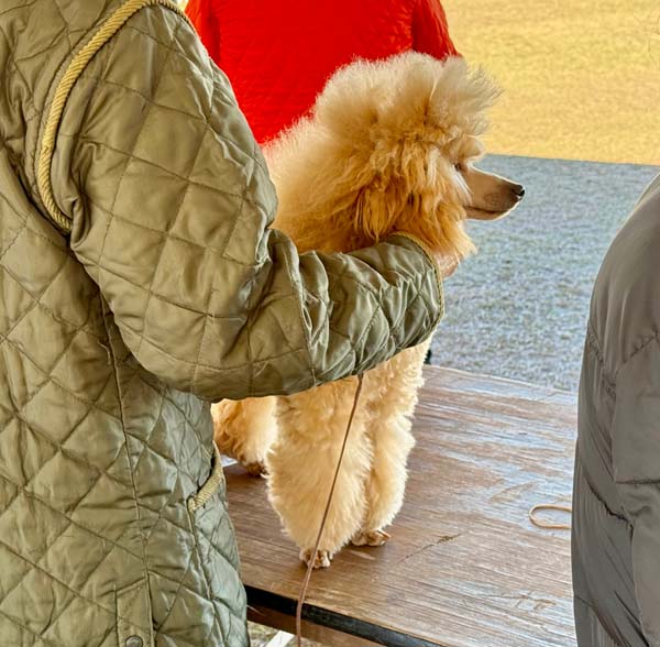 Clearwater Kennel Club Dog Show Gallery