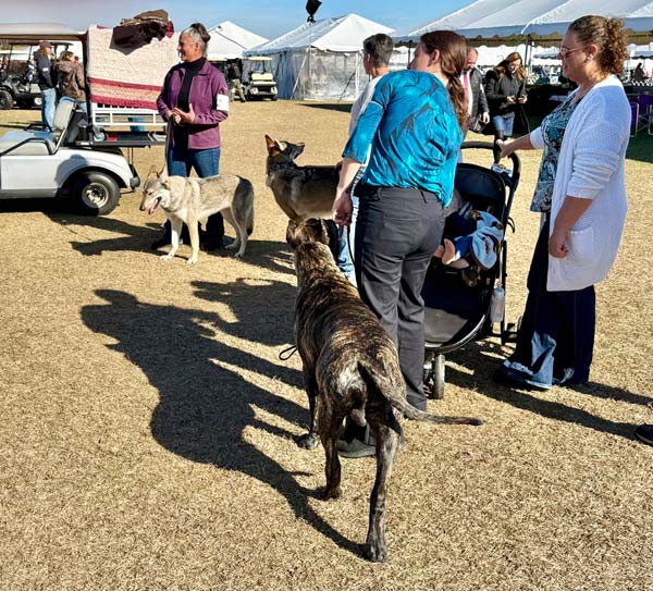Clearwater Kennel Club Dog Show Gallery