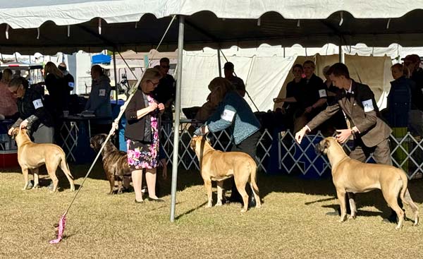 Clearwater Kennel Club Dog Show Gallery