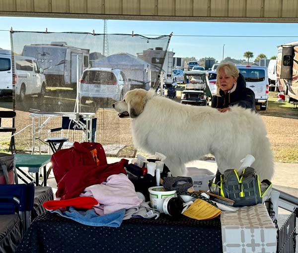 Clearwater Kennel Club Dog Show Gallery