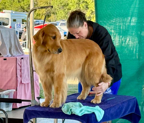 Clearwater Kennel Club Dog Show Gallery