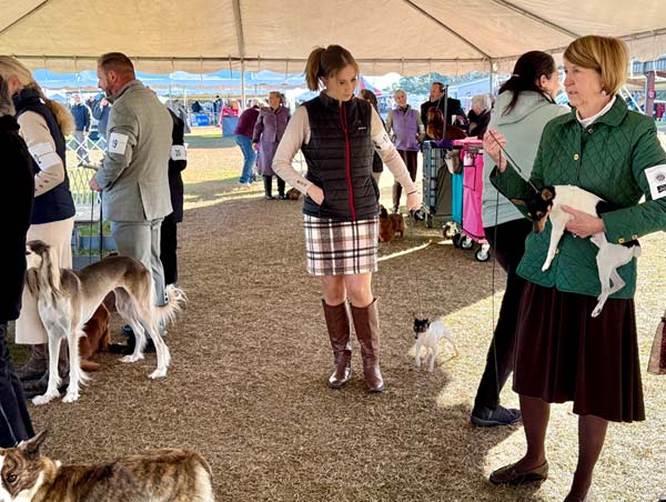 Clearwater Kennel Club Dog Show Gallery