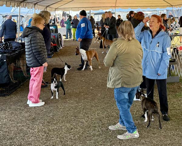 Clearwater Kennel Club Dog Show Gallery