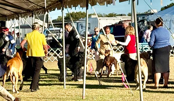 Clearwater Kennel Club Dog Show Gallery