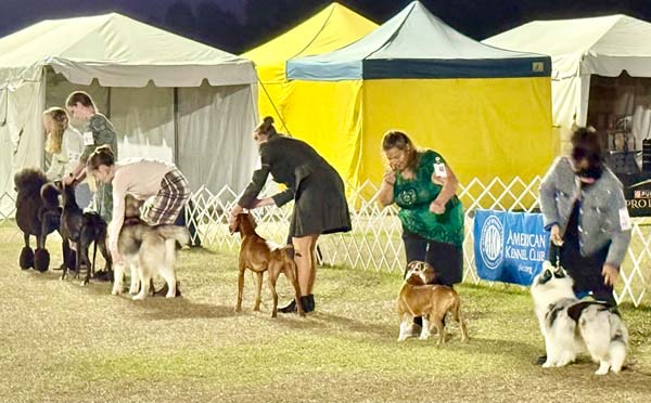 Clearwater Kennel Club Dog Show Gallery