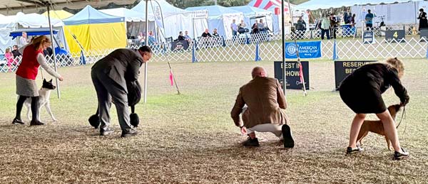 Clearwater Kennel Club Dog Show Gallery