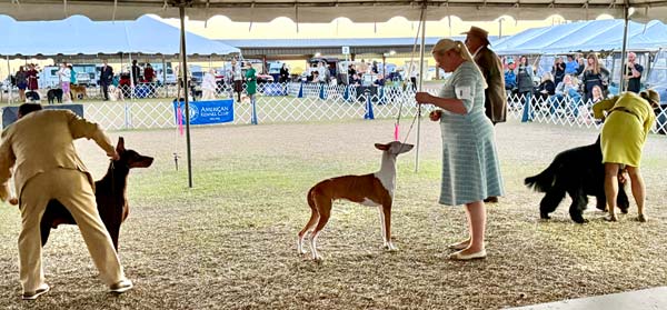 Clearwater Kennel Club Dog Show Gallery