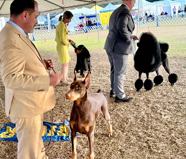 Clearwater Kennel Club Dog Show Gallery