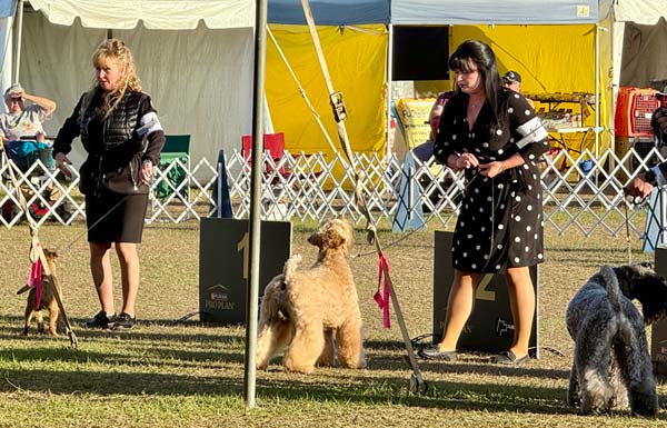 Clearwater Kennel Club Dog Show Gallery