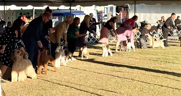 Clearwater Kennel Club Dog Show Gallery
