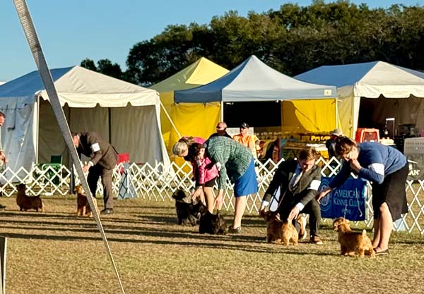 Clearwater Kennel Club Dog Show Gallery