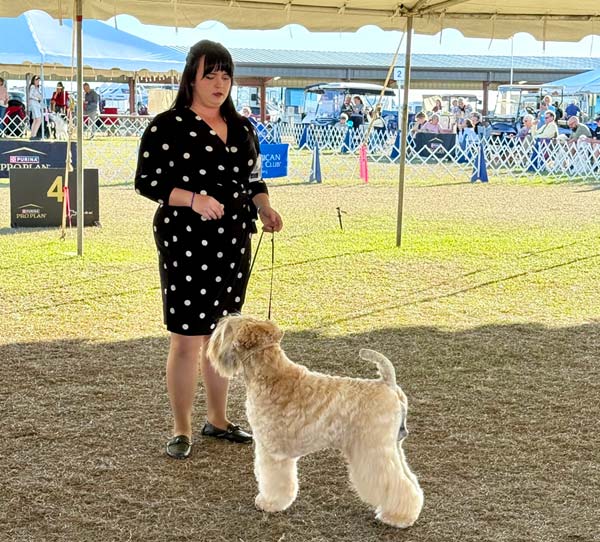 Clearwater Kennel Club Dog Show Gallery
