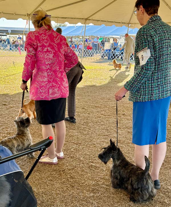Clearwater Kennel Club Dog Show Gallery