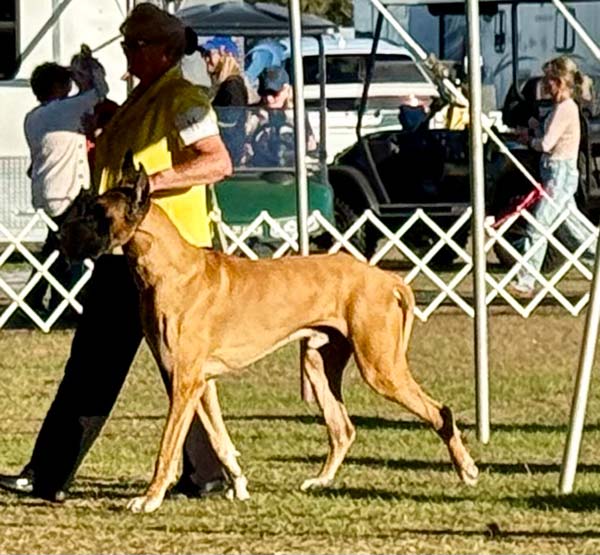 Clearwater Kennel Club Dog Show Gallery