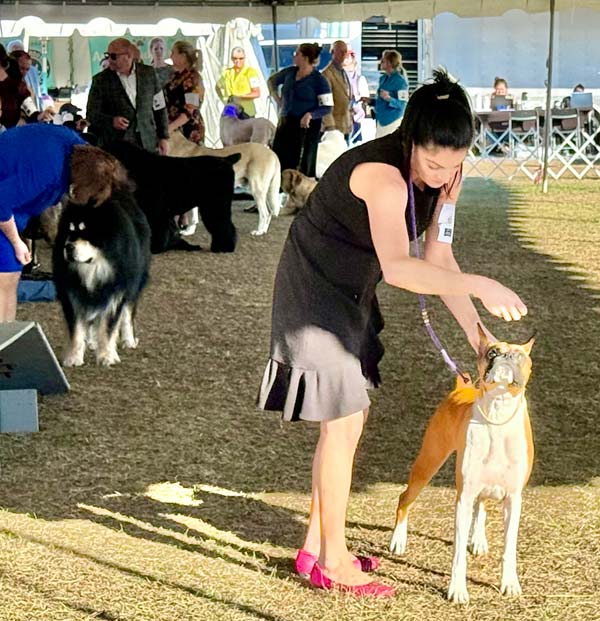 Clearwater Kennel Club Dog Show Gallery