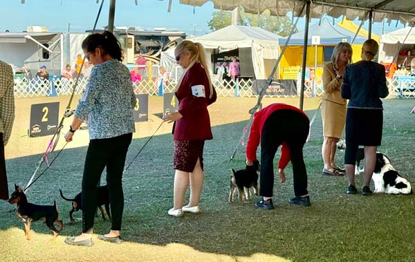 Clearwater Kennel Club Dog Show Gallery