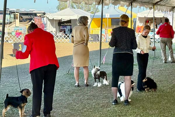 Clearwater Kennel Club Dog Show Gallery