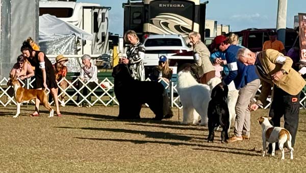 Clearwater Kennel Club Dog Show Gallery