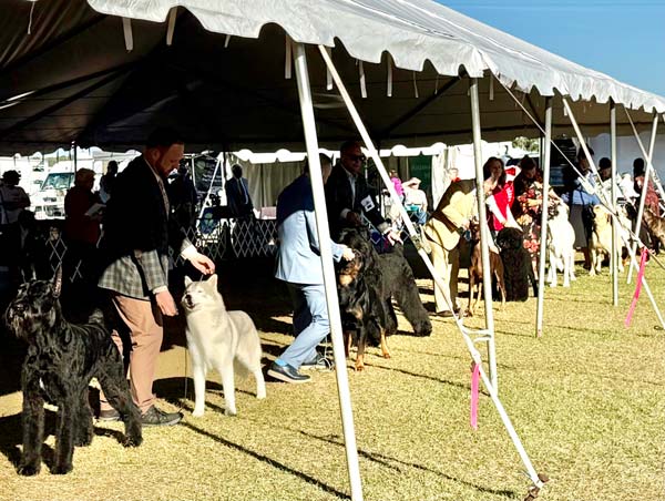 Clearwater Kennel Club Dog Show Gallery