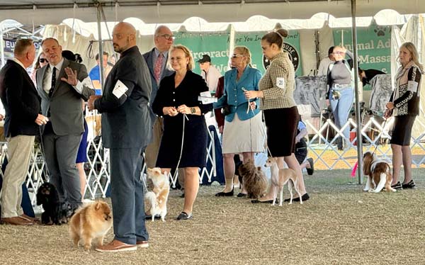 Clearwater Kennel Club Dog Show Gallery