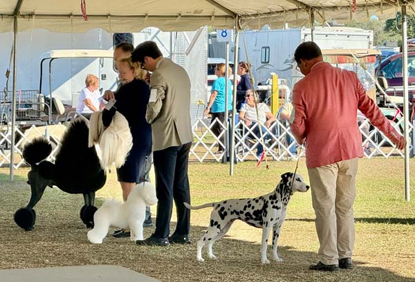 Clearwater Kennel Club Dog Show Gallery