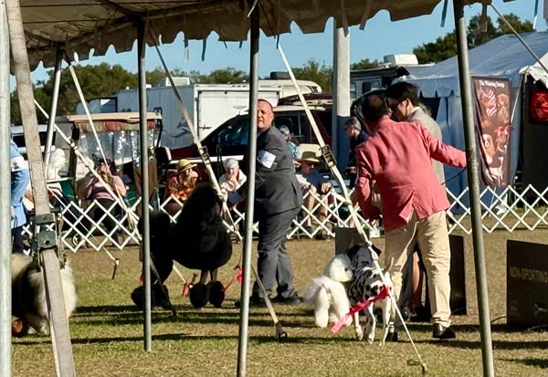 Clearwater Kennel Club Dog Show Gallery